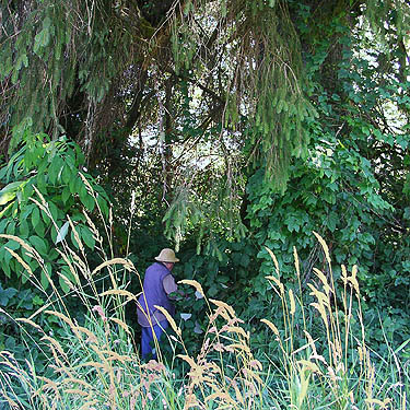 Rod Crawford breaking trail to spruce trunk, Ferbrache (wildlife) Unit, Moon Slough, Grays Harbor County, Washington