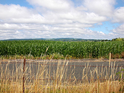 cornfield across road from Ferbrache (wildlife) Unit, Moon Slough, Grays Harbor County, Washington