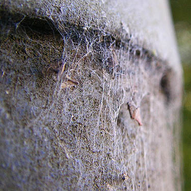 Dictyna web on metal fence post, Ferbrache (wildlife) Unit, Moon Slough, Grays Harbor County, Washington