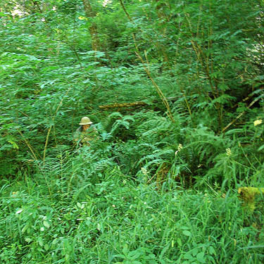 Rod Crawford in lush forest understory, Hislop Road (off Minkler Road) across Chehalis River from Montesano, Washington