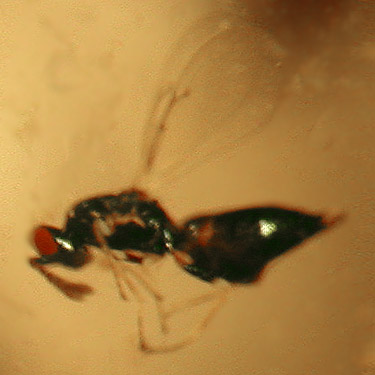 pteromalid micro-parasitoid wasp from Ferbrache (wildlife) Unit, Moon Slough, Grays Harbor County, Washington