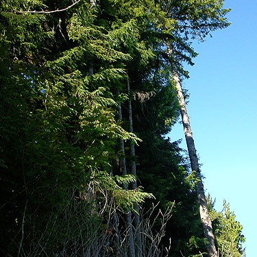 unreachable conifer branches, Hislop Road (off Minkler Road) across Chehalis River from Montesano, Washington