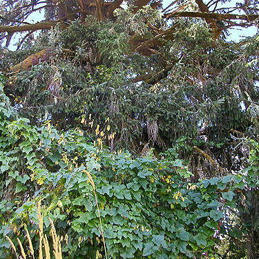 tangle of Marah oregnana (wild cucumber) at base of spruce tree, Ferbrache (wildlife) Unit, Moon Slough, Grays Harbor County, Washington