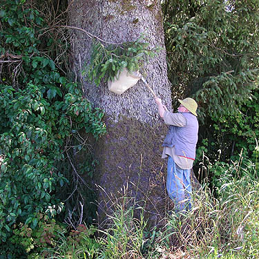 Rod Crawford beating spruce foliage, Ferbrache (wildlife) Unit, Moon Slough, Grays Harbor County, Washington