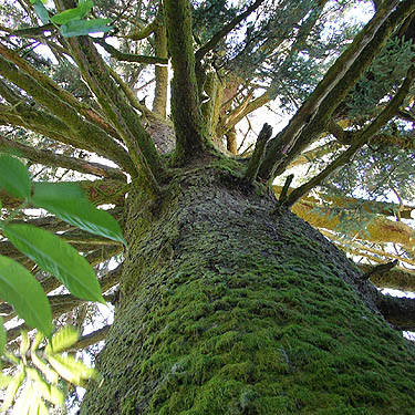 looking up trunk of giant Sitka spruce tree, Ferbrache (wildlife) Unit, Moon Slough, Grays Harbor County, Washington