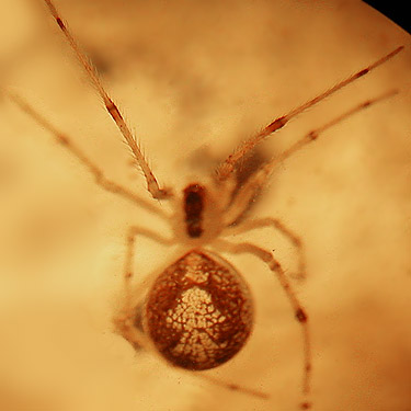 female Theridion varians theridiid spider from Ferbrache (wildlife) Unit, Moon Slough, Grays Harbor County, Washington