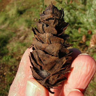 Douglas-fir cone with spider web on it, Fidalgo Head, west of Anacortes, Washington