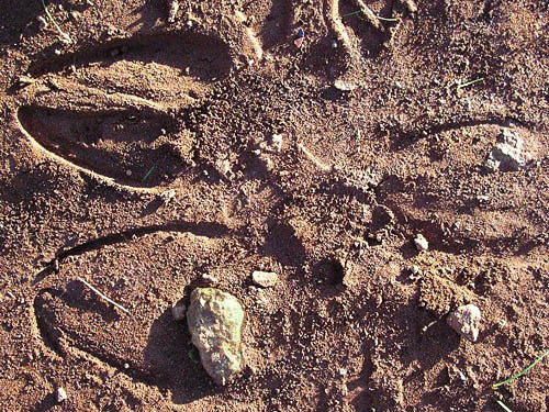 deer tracks, Fidalgo Head, west of Anacortes, Washington