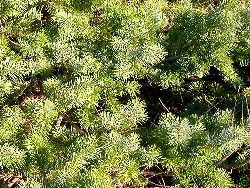 Douglas-fir foliage, Fidalgo Head, west of Anacortes, Washington