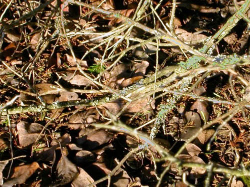 madrona-fir leaf litter, Fidalgo Head, west of Anacortes, Washington