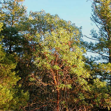 madrona Arbutus menziesii in forest, Fidalgo Head, west of Anacortes, Washington