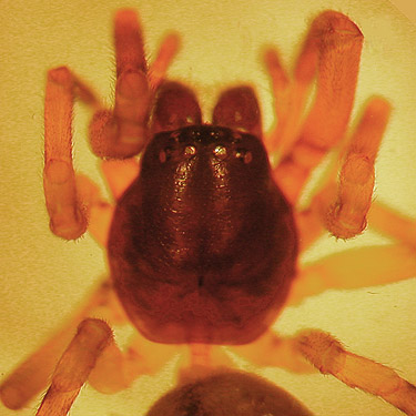 carapace of corinnid spider Meriola californica, Fidalgo Head, west of Anacortes, Washington