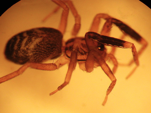 Phrurotimpus borealis spider from madrona litter, Fidalgo Head, west of Anacortes, Washington