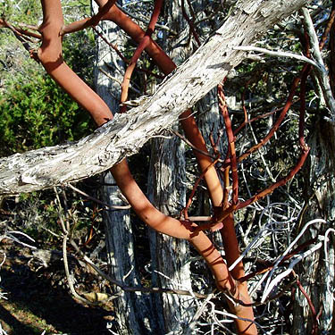 red madrona wood, Fidalgo Head, west of Anacortes, Washington