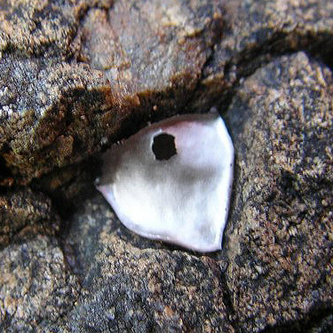 spider egg sac post-predation, Fidalgo Head, west of Anacortes, Washington
