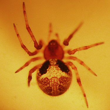 atypically colored Theridion simile spider, Theridiidae, from fir foliage, Fidalgo Head, west of Anacortes, Washington