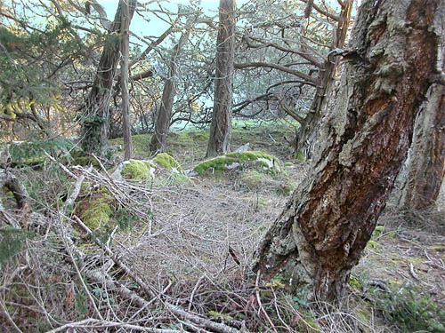 sparse woods with mossy boulders, Fidalgo Head, west of Anacortes, Washington