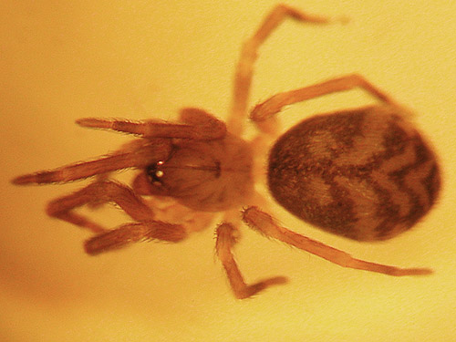 Amaurobiid spider Zanomys aquilonia from madrona litter, Fidalgo Head, west of Anacortes, Washington