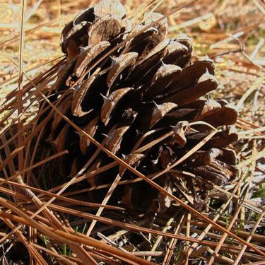 pine cone, Fish Lake Park, Spokane County, Washington