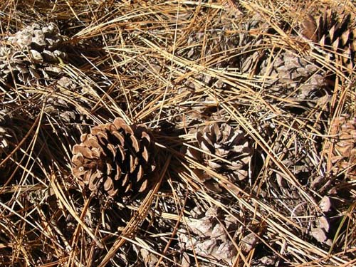 pine cones on ground, Fish Lake Park, Spokane County, Washington