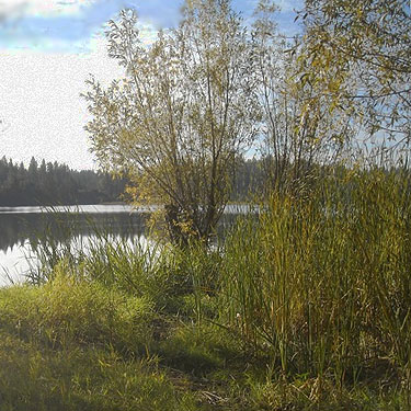marshy habitat at edge of water, Fish Lake Park, Spokane County, Washington