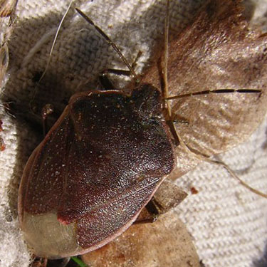 shield bug Pentatomidae from pine cone, Fish Lake Park, Spokane County, Washington