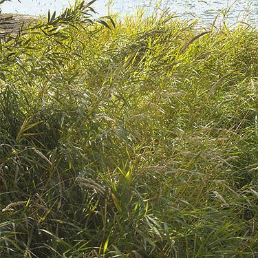marshy shoreline grass, Fish Lake Park, Spokane County, Washington
