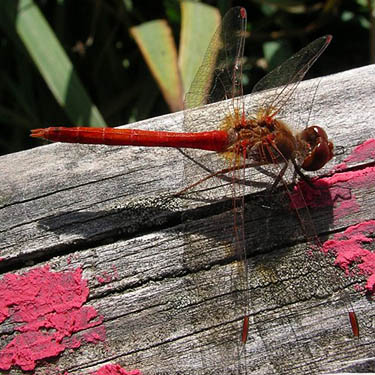 Sympetrun dragonfly, Fish Lake Park, Spokane County, Washington