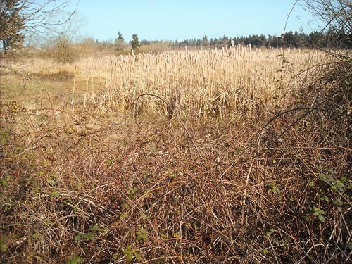 blackberry thicket barrier along road, Flett Creek, Lakewood, Pierce County, Washington