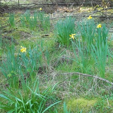 daffodils in a roadside grove, near Flett Creek, Lakewood, Pierce County, Washington