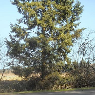 Douglas-fir tree along highway, Flett Creek, Lakewood, Pierce County, Washington