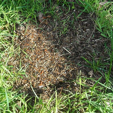 thatching ant nest Formica obscuripes in peripheral field, Flett Creek, Lakewood, Pierce County, Washington