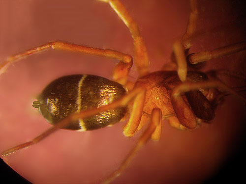 Micaria pulicaria, gnaphosid ant mimic spider, sifted from moss near Flett Creek, Lakewood, Pierce County, Washington