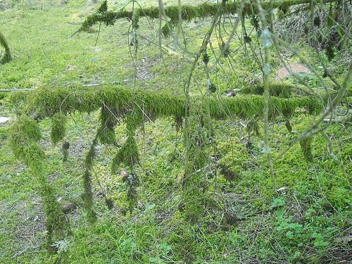 moss in a roadside grove near Flett Creek, Lakewood, Pierce County, Washington