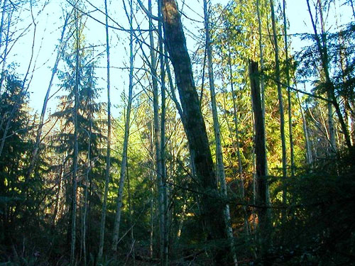 mixed alder-conifer forest, Fox Island Nature Center preserve, Pierce County, Washington