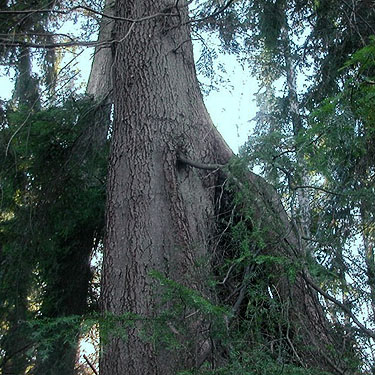 western hemlock growing from nurse stump, Fox Island Nature Center preserve, Pierce County, Washington