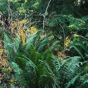 sword fern Polystichum munitum understory, Fox Island Nature Center preserve, Pierce County, Washington