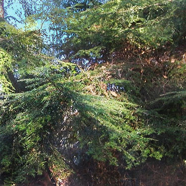 western hemlock foliage, Fox Island Nature Center preserve, Pierce County, Washington
