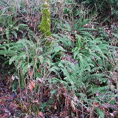 ferns hanging down bluff,  Fox Island Sandspit (Nearns Point), Pierce County, Washington