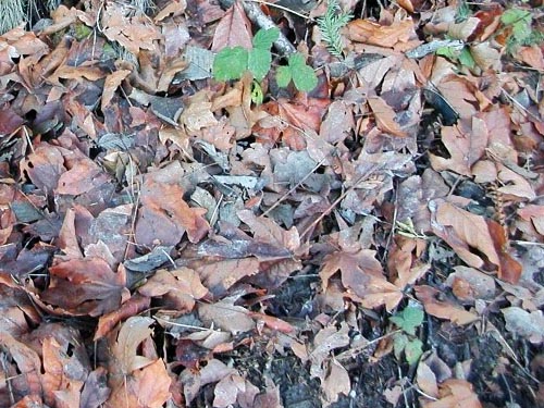 rich maple leaf litter, Fox Island Sandspit Park (Nearns Point), Pierce County, Washington