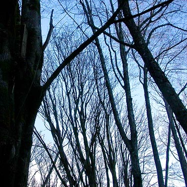 maple trees against sky, Fox Island Sandspit Park (Nearns Point), Pierce County, Washington
