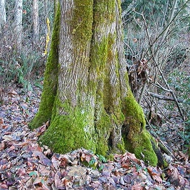 bigleaf maple trunk with moss & litter, Fox Island Sandspit Park (Nearns Point), Pierce County, Washington