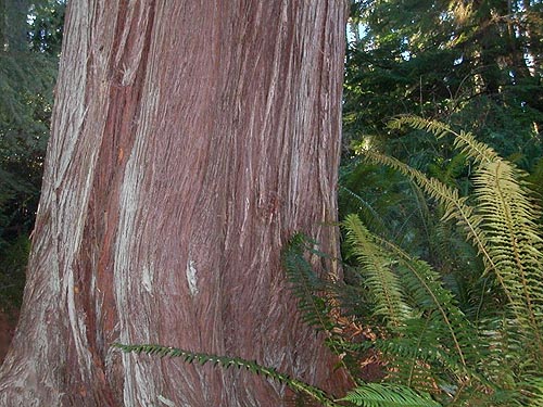 trunk of red cedar tree Thuja plicata, Fox Island Nature Center preserve, Pierce County, Washington