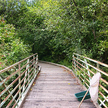 bridge at end of lake, circum-Lake-Quigg trail, Friends Landing Park, Grays Harbor County, Washington