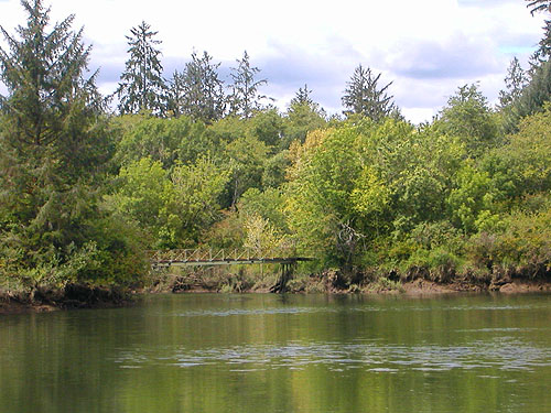 dense jungly swamp around Lake Quigg west bridge, circum-Lake-Quigg trail, Friends Landing Park, Grays Harbor County, Washington