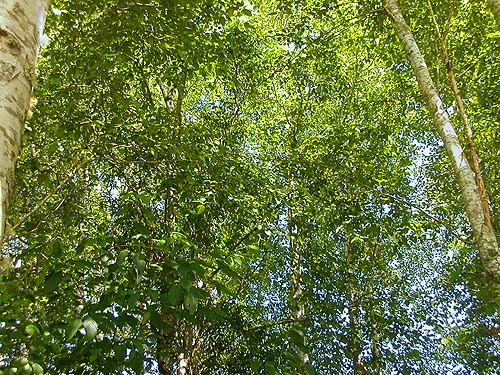 canopy of willow-alder woodland, Lake Quigg campground, Friends Landing Park, Grays Harbor County, Washington