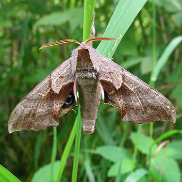 sphinx moth Sphingidae Smerinthus cerisyi, circum-Lake-Quigg trail, Friends Landing Park, Grays Harbor County, Washington