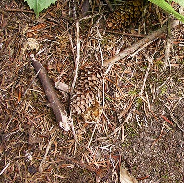 spruce cones and litter, circum-Lake-Quigg trail, Friends Landing Park, Grays Harbor County, Washington