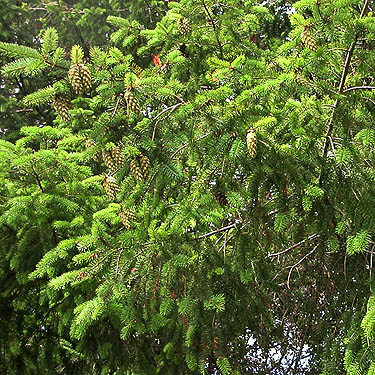 Douglas-fir foliage, Lake Quigg campground, Friends Landing Park, Grays Harbor County, Washington