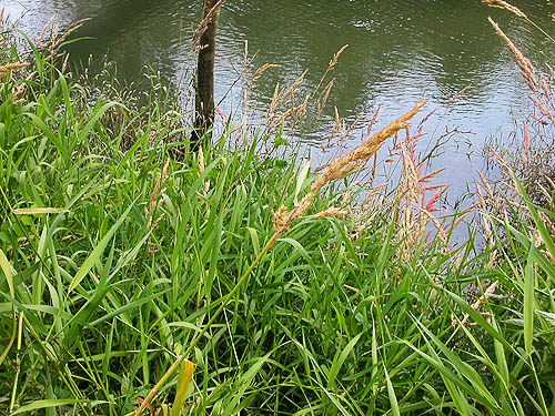 tall grass on slough bank, circum-Lake-Quigg trail, Friends Landing Park, Grays Harbor County, Washington